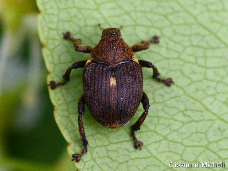 Curculionidae da ID